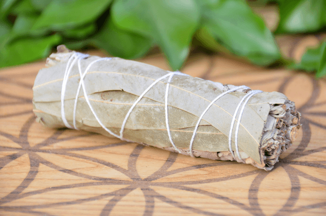 Sauge blanche à Eucalyptus